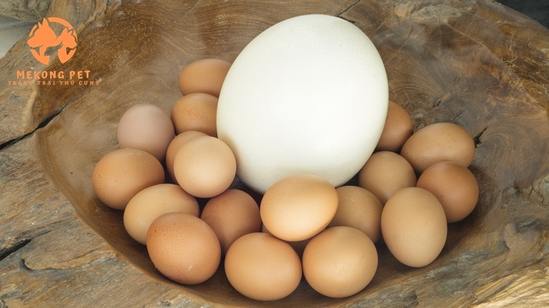 trứng đà điểu có kích thước, cân nặng và hàm lượng chất dinh dưỡng gấp 10 lần các loại trứng khác, nên được nhiều bà bầu, em bé, người suy nhược sử dụng